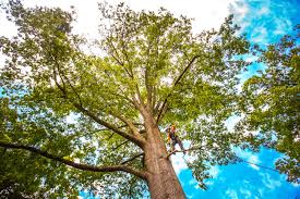 Best Tree Health Inspection  in Clarks Summit, PA